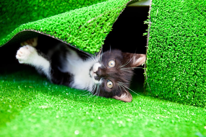 Pet Proof Your Lawn: Key Considerations for Pet Owners