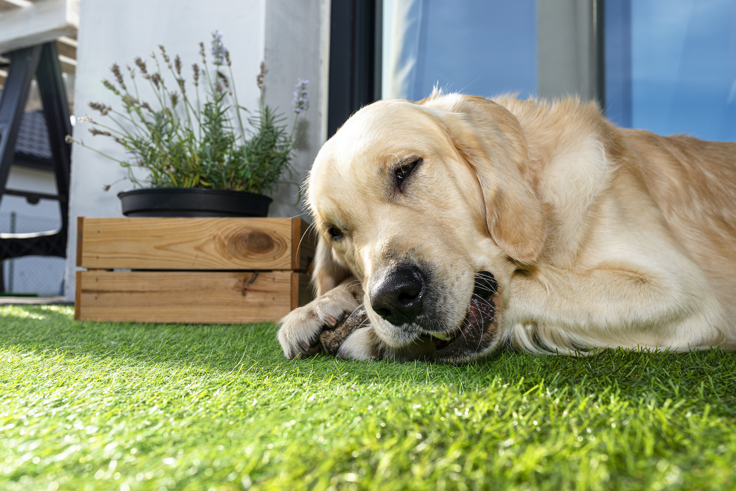 The Pros and Cons of Artificial Grass for Dogs