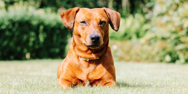 Dog on Turf