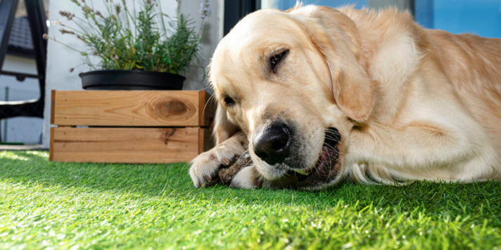Synthetic Grass with Tech that is Perfect for Your Pet!