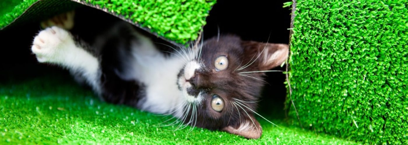 kitten in green artificial turf
